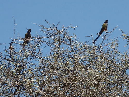 Wild Parrots guard the entrance.